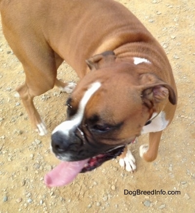 Boxer running around a dirt ground with its mouth open and tongue out