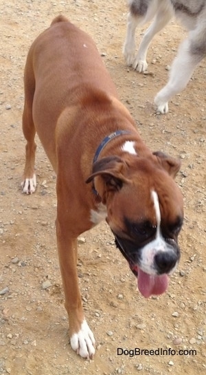 A Boxer walking around a dirt gravel ground with another dog in the background
