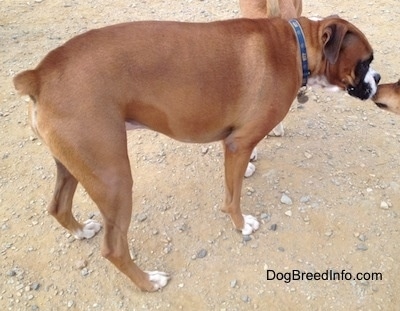 A Boxer smelling another dog's nose