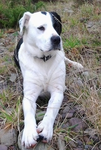 A white and black Boxollie is laying in grass on top of rocks and it is looking to the right.