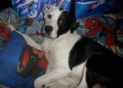 The back left side of a black and white Boxollie that is laying on its side on a bed, that has Spiderman blankets.