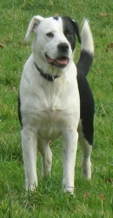 A black and white Boxollie is standing in grass with its mouth open, its tongue out and it is looking to the right.