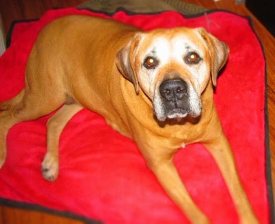 Close Up - Chloe the Boxweiler laying on a bright red dog bed and looking at the camera holder