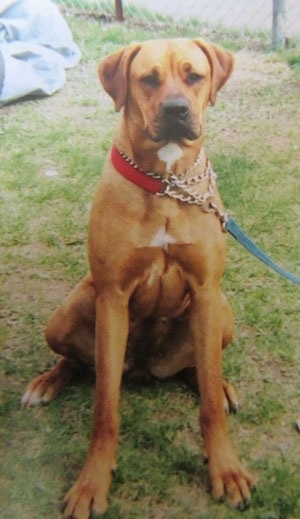 Chloe the Boxweiler wearing a red choke chain sitting outside in the grass looking at its camera holder