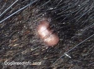Close Up - Bruno the Boxer's face with a cyst on it