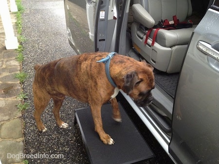 Bruno the Boxer climbing into a van