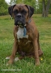 Bruno the Boxer is sitting outside in grass with trees in the background