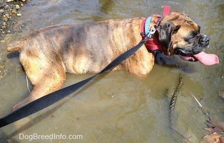 Bruno the Boxer laying in a creek with his mouth open and tongue out