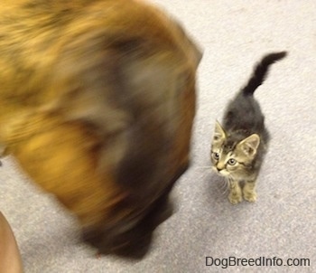 Close Up - Banjo the Kitten looking up to Bruno the Boxer