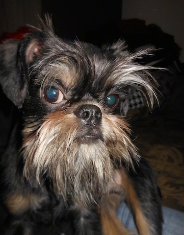 Close Up - A wiry looking black and brown dog standing on a couch with a face that shows a lot of wise old attitude