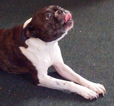 Butch the Buggs laying on a carpeted floor looking up with his tongue licking his nose