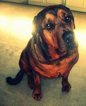 Close Up - Deizel the Mastweiler sitting in a garage