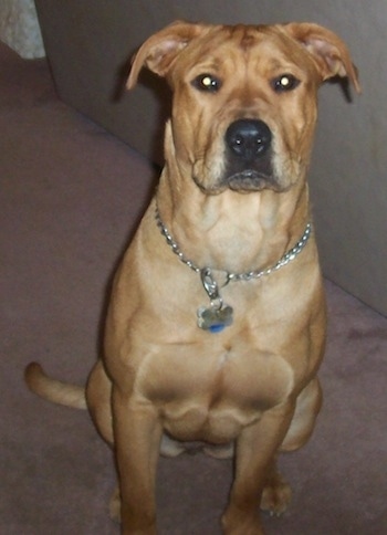 Ghana the brown Bull Mastweiler sitting on a carpet next to a couch