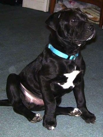 Mick the Mastweiler sitting on a carpet