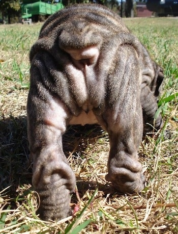 Close Up - the back end of Yazmin the Bull-Pei puppy who is smelling the ground