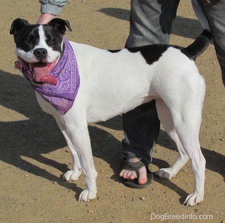 The left side of a white with black Bullboxer Pit, that is standing across a dirt surface, it is wearing a purple bandana, its mouth is open and its tongue is out. There is a person standing behind it.