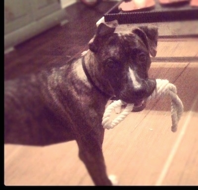 The right side of a brindle with white Bullboxer Pit that has a rope toy, in its mouth and it is looking forward.