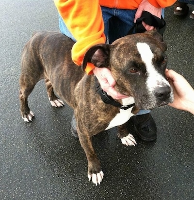 Topdown view of the front right side of a brindle with white Bullboxer Staff that is standing across flooring, it is being pet person in front of it and a person behind it.