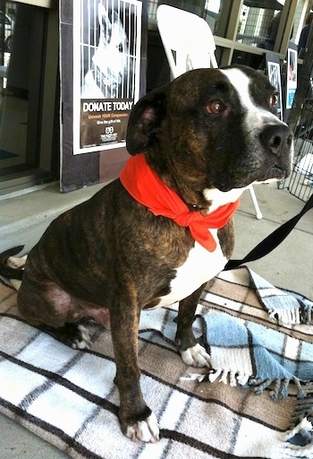 The front right side of a brindle with white Bullboxer Staff that is wearing a bandana and it is sitting on a blanket outside of a store.