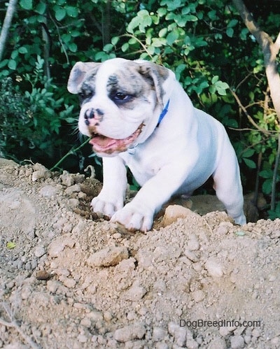 The front left side of a white with brown Bulldog puppy that is climbing a dirt hill. Its has dirt on its face, its mouth is open and it is looking to the left.