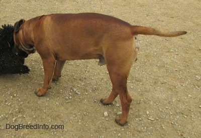 Capo the Bullmastiff smelling a little black dog