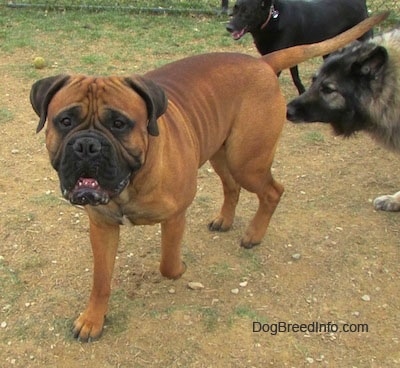 Capo the Bullmastiff walking around the lawn, Getting sniffed by Meadow the Shiloh Shepherd.