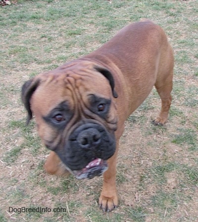 Capo the Bullmastiff walking around a lawn