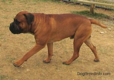 Left Profile - Capo the Bullmastiff walking across a lawn