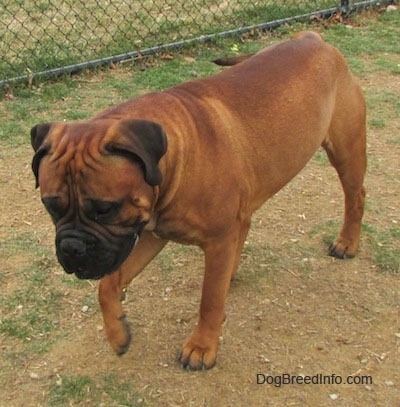 Capo the Bullmastiff walking across a lawn at a dog park