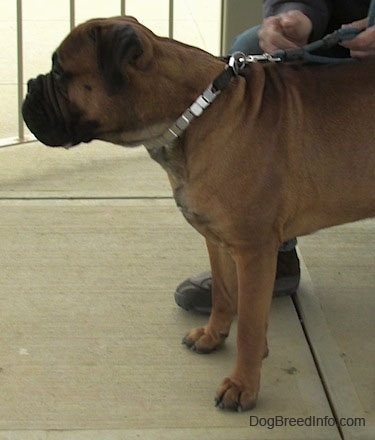 Capo the Bullmastiff standing on concrete facing the left