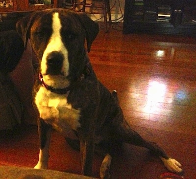 Sam the Bulloxer sitting on a hardwood floor in front of a couch