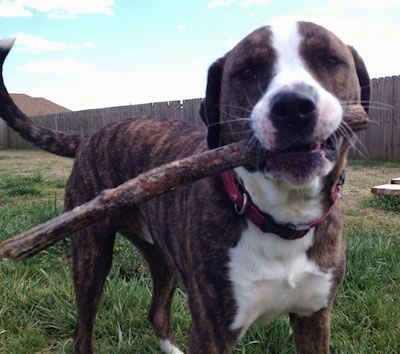 Sam the Bulloxer standing on grass with a stick in its mouth