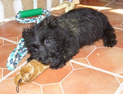 A black Bushland Terrier puppy laying on a brick color tile floor playing with a toy