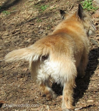 Anabelle the Cairn Terrier is walking away from the camera holder