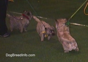 Three Cairn Terriers are standing on a dark green surface out on a showring floor