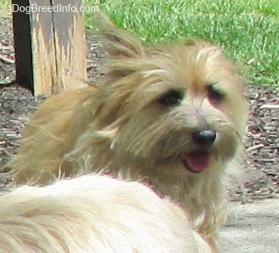 Charlotte the Cairn Terrier is standing on a sidewalk with her mouth open and tongue out