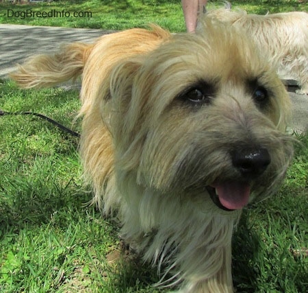 Charlotte the Cairn Terrier is walking towards the camera holder with her mouth open and tongue out. There is another Cairn Terrier behind her and a person behind that Cairn Terrier