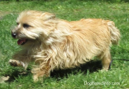 Action shot - Charlotte the Cairn Terrier is running across a lawn