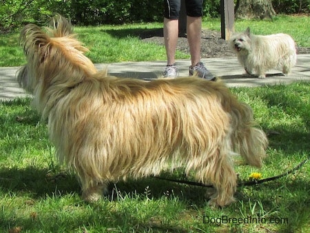 Right Profile - Charlotte the Cairn Terrier is standing in grass and looking to the right of its body. There is a person walking another Cairn Terrier in the background