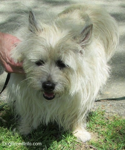 Fannie Mae the Cairn Terrier is being pet by a person