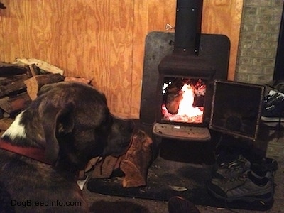Spencer the Pit Bull Terrier by the warm wood burning stove