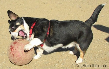 Craig the Cardigan Welsh Corgi is biting at a big red rubber ball