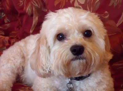 Riley the Cavachon is laying on a red couch with flowers all over it