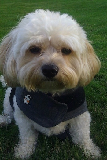 Riley the Cavachon sitting outside wearing an anxiety shirt