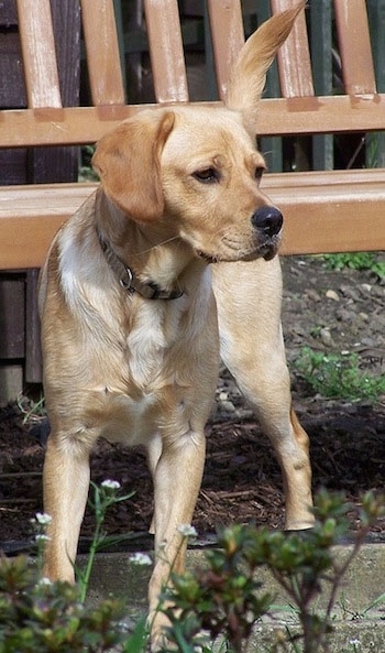 Luka the Cavador is standing in front of a wooden bench and looking to the right