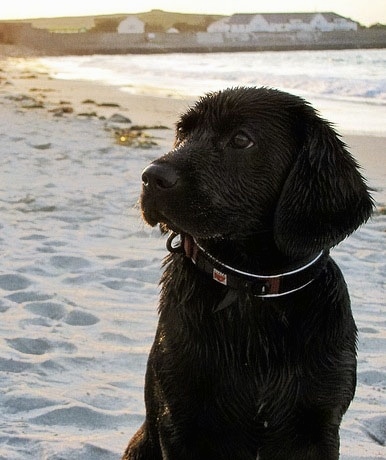 Seve the Cavador all wet sitting in sand on a beach with water behind him and looking to the left