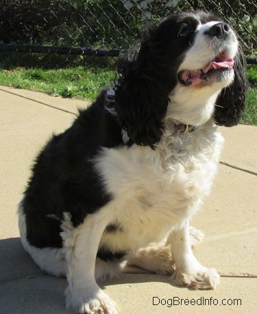 Annie the Cavalier King Charles Spaniel is sitting in front of a chain link fence and its mouth is open and tongue is out