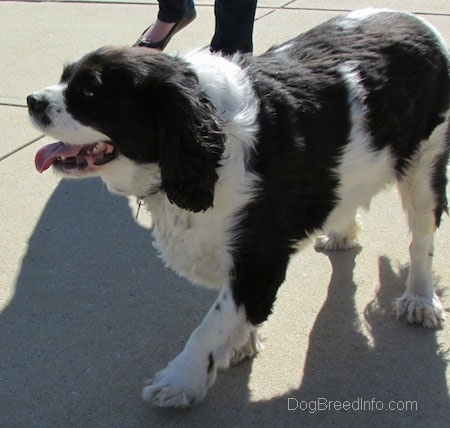 Annie the Cavalier King Charles Spaniel is walking across a surface and there is a person walking behind it