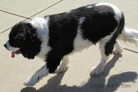 Annie the Cavalier King Charles Spaniel is walking across a surface