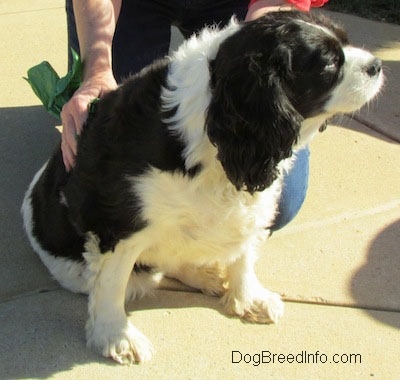 Annie the Cavalier King Charles Spaniel is sitting and being rubbed by a person behind it. The person is holding a green napkin